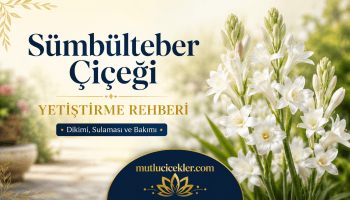 Sümbülteber Çiçeği Yetiştirme Rehberi