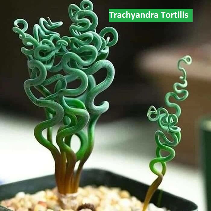 Trachyandra Tortilis Bakım Rehberi: Nadir ve Büyüleyici Bir Sukulent