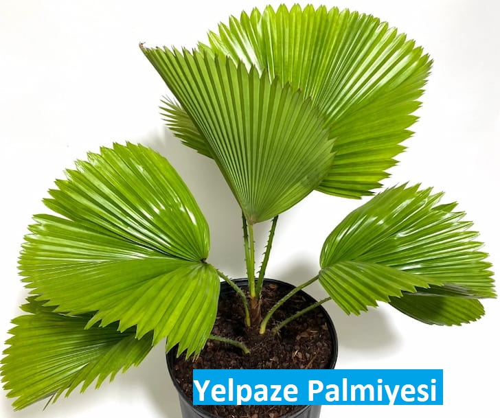 Yelpaze Palmiyesi Bakımı: İpuçları ve Püf Noktaları
