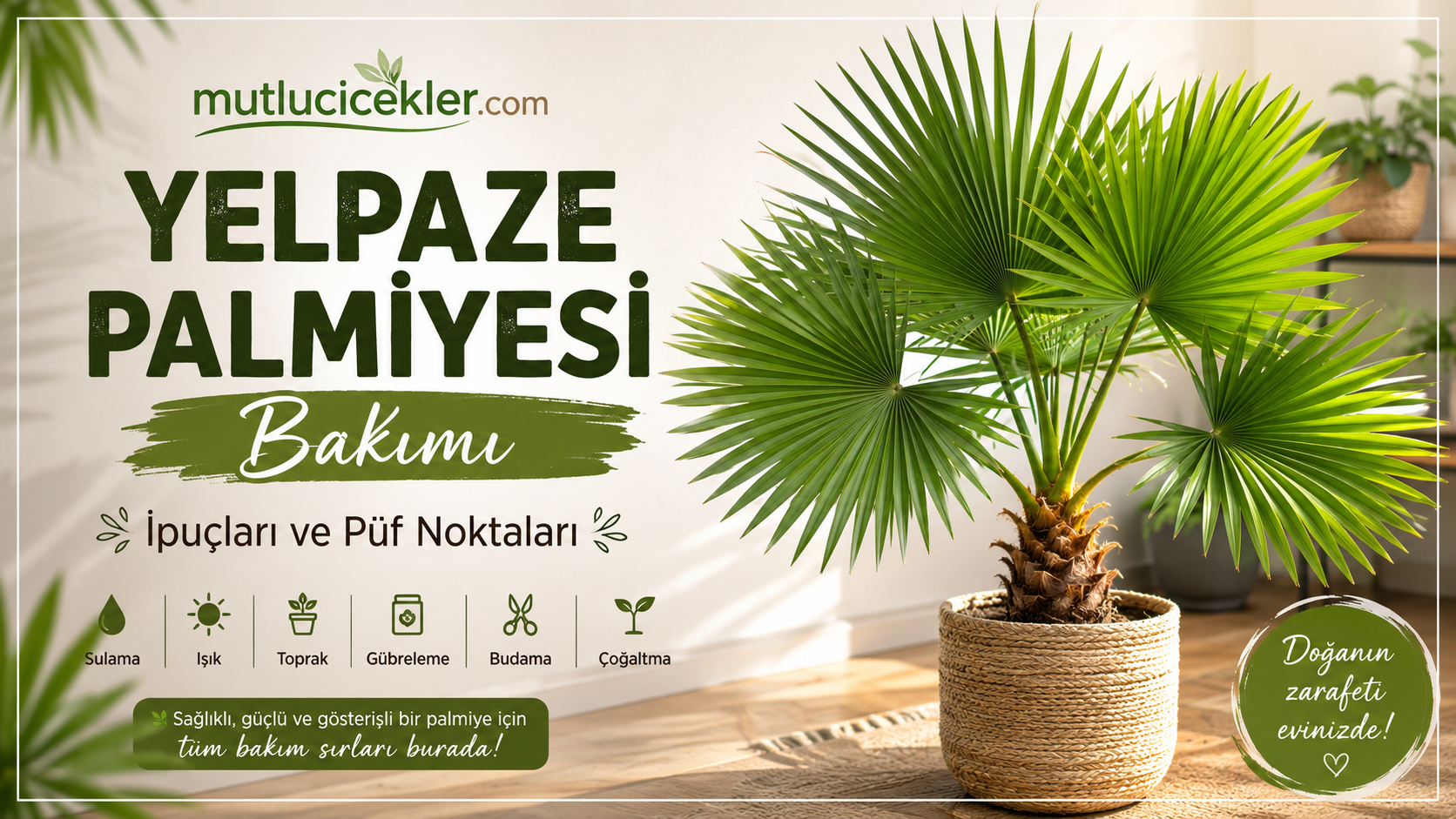 Yelpaze Palmiyesi Bakımı: İpuçları ve Püf Noktaları