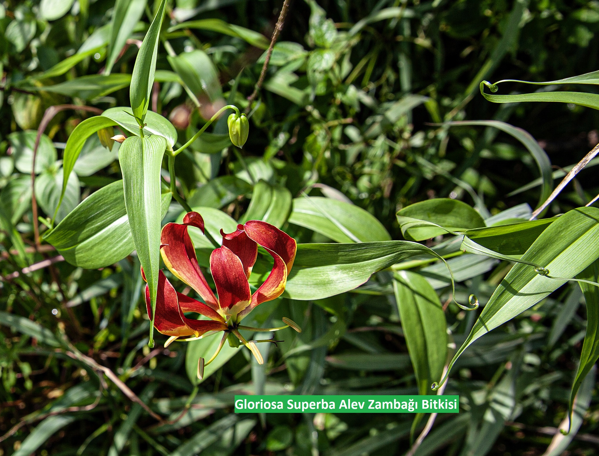 Sizlerden Gelen – Zimbabve Ulusal Çiçeği  “Gloriosa Superba (Alev Zambağı)”