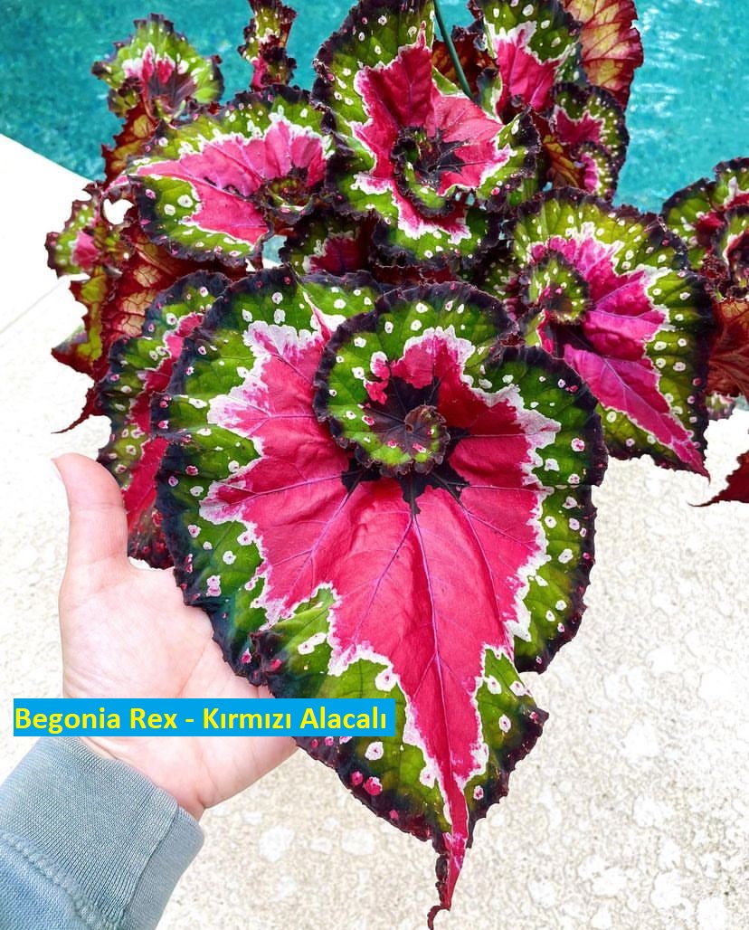 Begonya Rex Bakım Rehberi: Kırmızı Alacalı Bitki İçin İpuçları