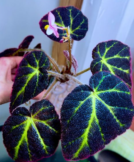 Resimlerle Bitkiler “Begonya Decora”