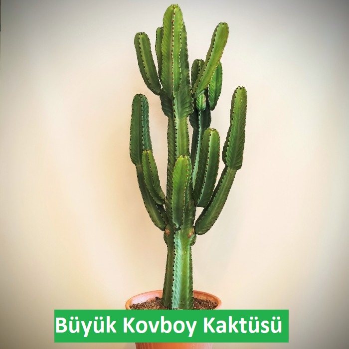 Büyük Kovboy Kaktüsü Bakım Rehberi: Çölün Asil Bitkisi 🌵