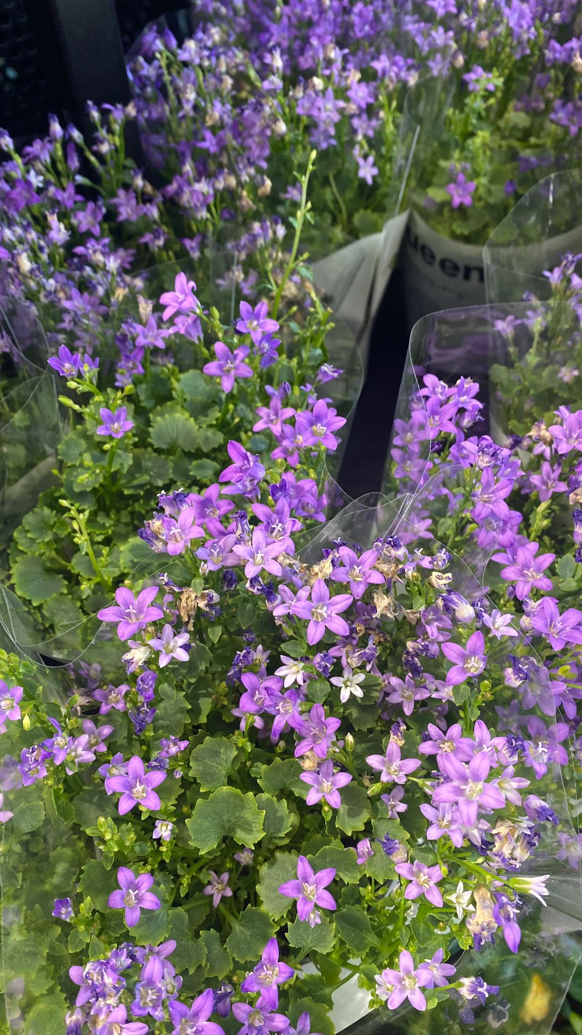 Campanula Maviş Çiçeği: Uzun Süre Çiçekli Kalması İçin Gerekenler