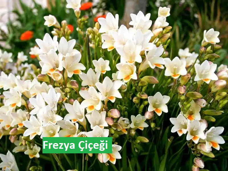 Frezya Çiçeği Bakımı: Adım Adım Yetiştirme Rehberi 🌸🌿