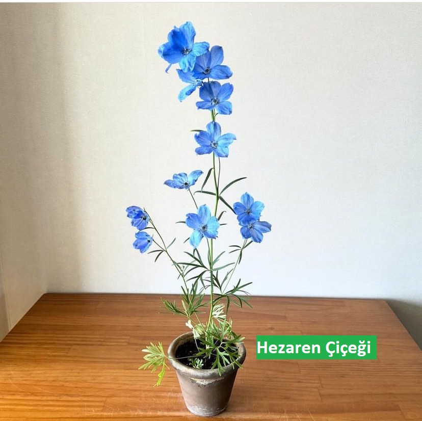 Hezaren Çiçeği Bakım Rehberi: Bahçenizin Göz Alıcı Güzelliği