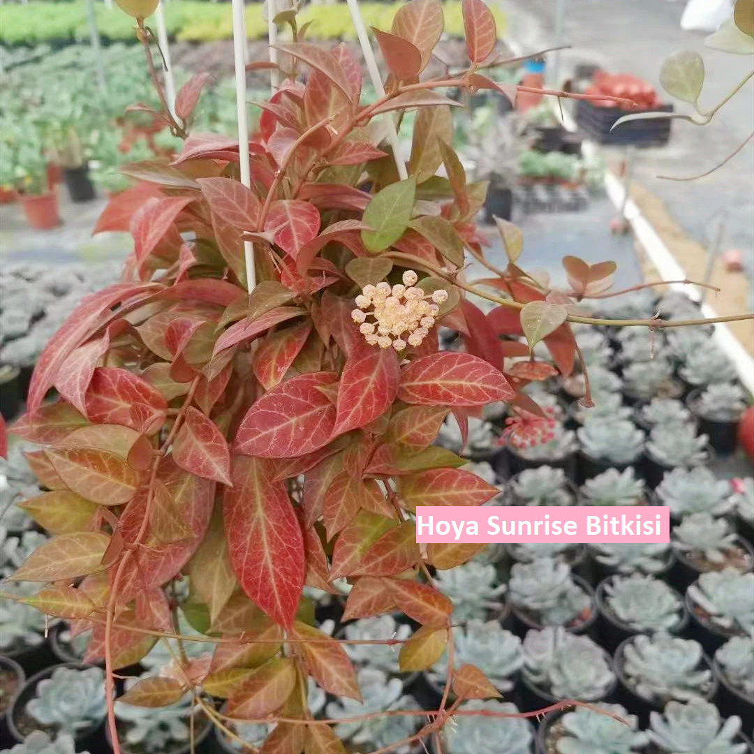 🌿 Hoya Sunrise Bitki Bakımı Rehberi