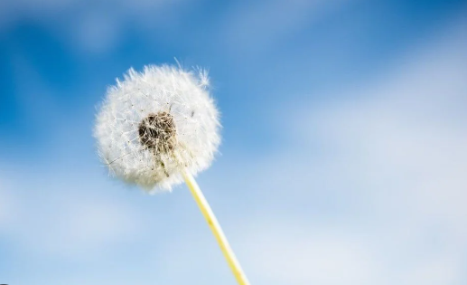 Karahindiba: Kullanım Alanları ve Besin Değeri