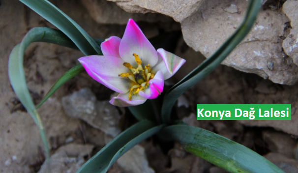 Konya’nın Endemik Türü “Dağ Lalesi” Görsel Şölen Sunuyor