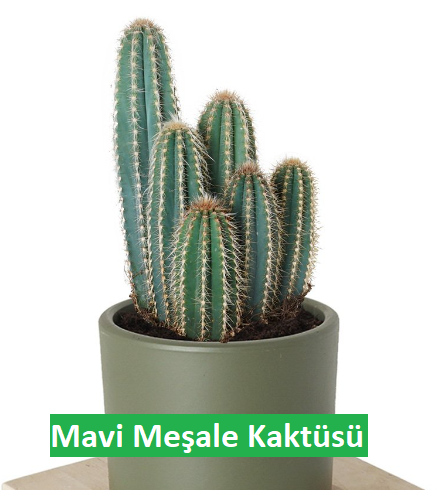 Mavi Meşale Kaktüsü (Pilosocereus pachycladus) Bakım Rehberi: Büyüme İpuçları ve Püf Noktaları