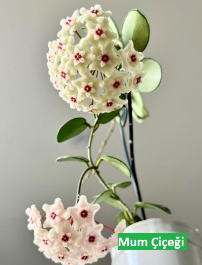 Resimlerle Bitkiler “Mum Çiçeği”