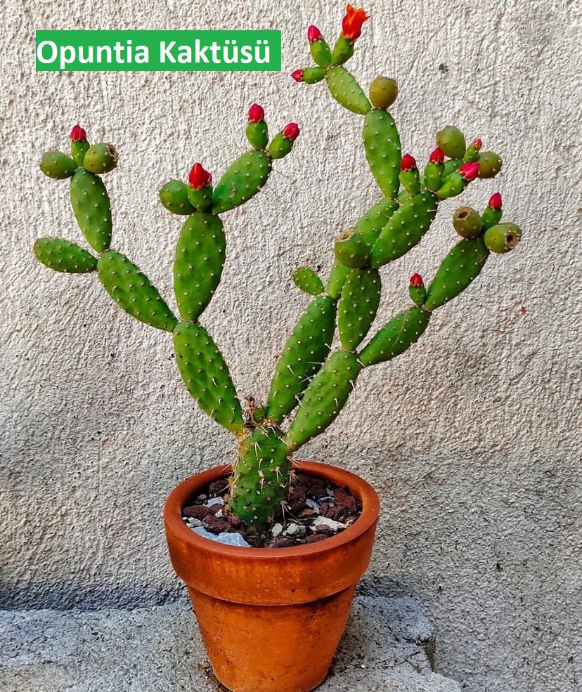 Opuntia Kaktüsü Bakım Rehberi: İpuçları ve Püf Noktaları