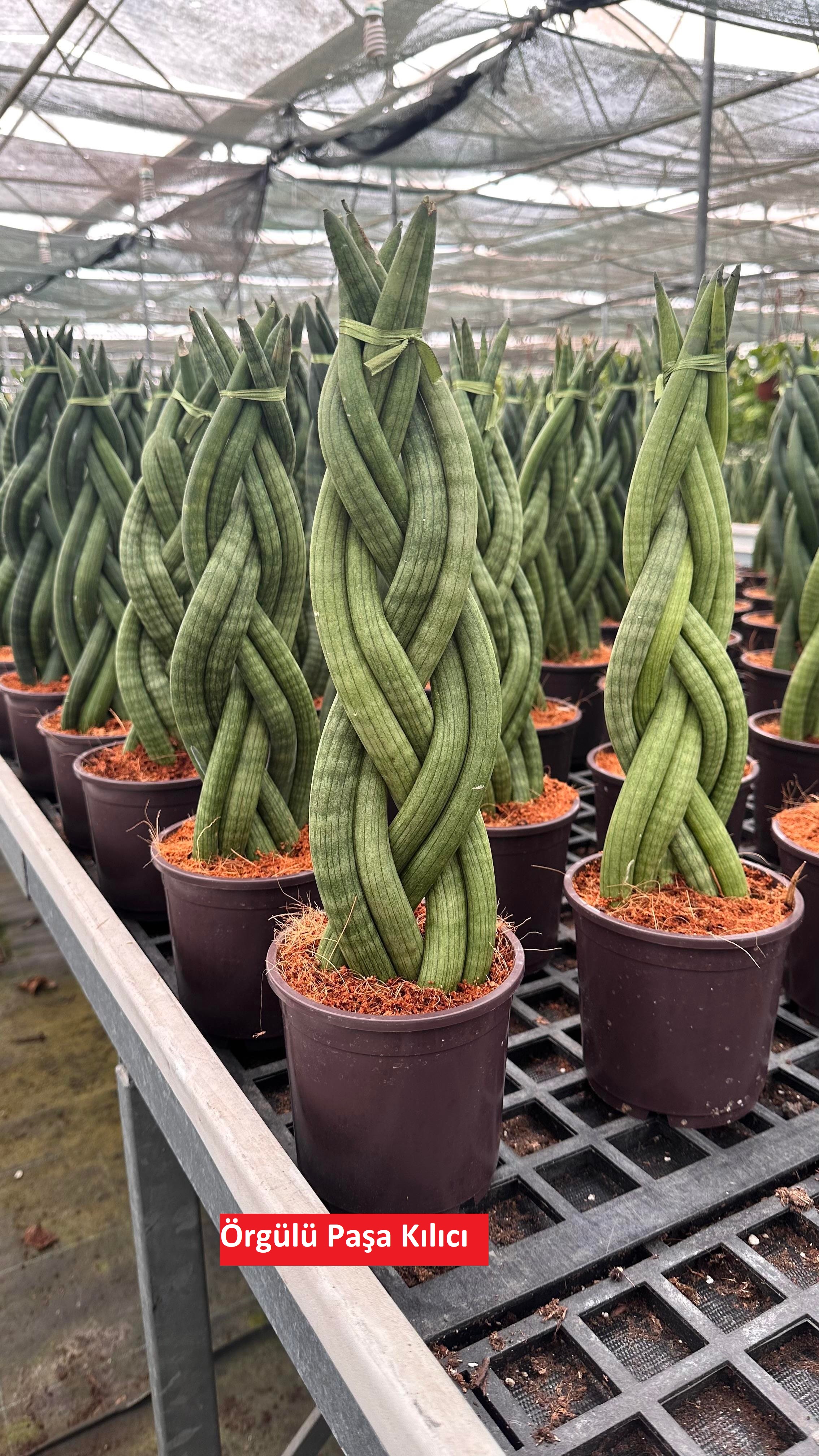 Örgülü Paşa Kılıcı Çiçeği Bakımı: Büyüleyici Yapraklar İçin İpuçları