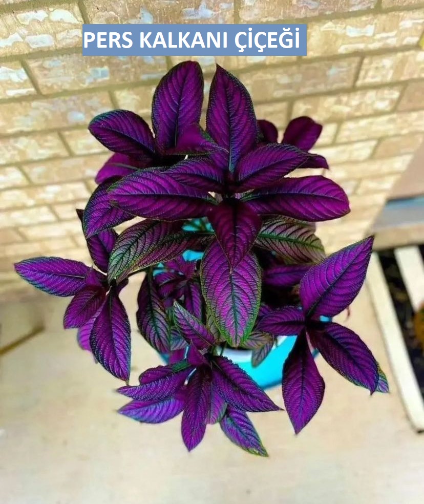 Pers Kalkanı 🛡️Bitkisi Bakımı: Sağlıklı ve Canlı Bir Bitki İçin İpuçları