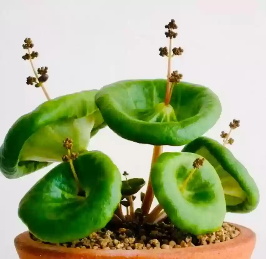 Şemsiye Çiçeği (Crassula Umbrella) Bakım Rehberi