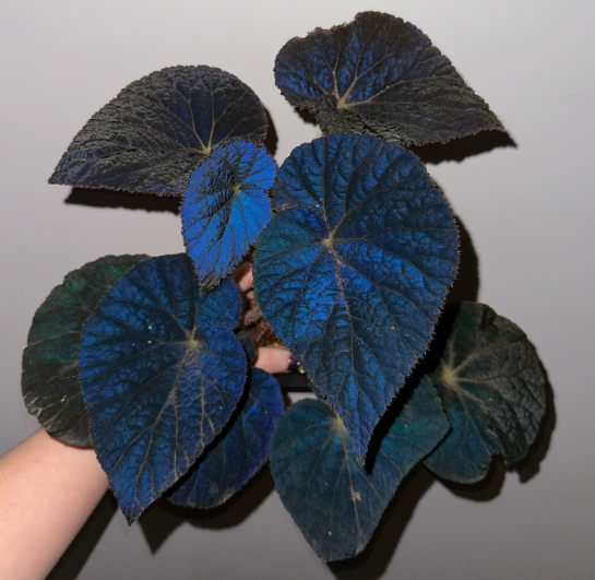 Siyah Begonya (Begonia Rex) Bakım Rehberi 🖤