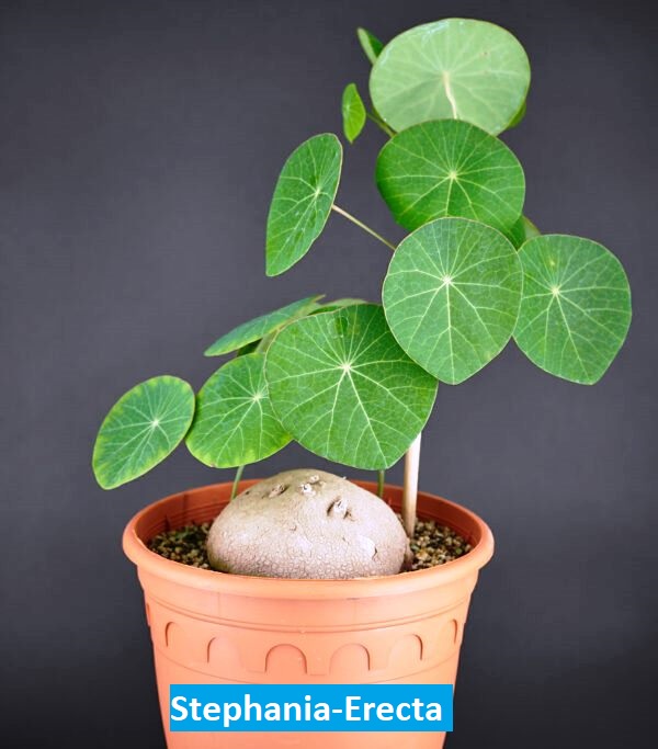 Stephania Erecta Bakım Rehberi: Nadir Güzelliğin Sırları 🌿