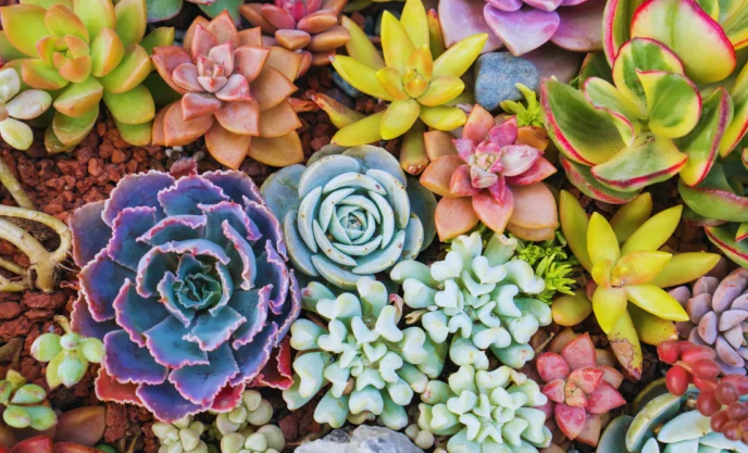 Çiçek Açan Sukulentler Nelerdir? 🌸