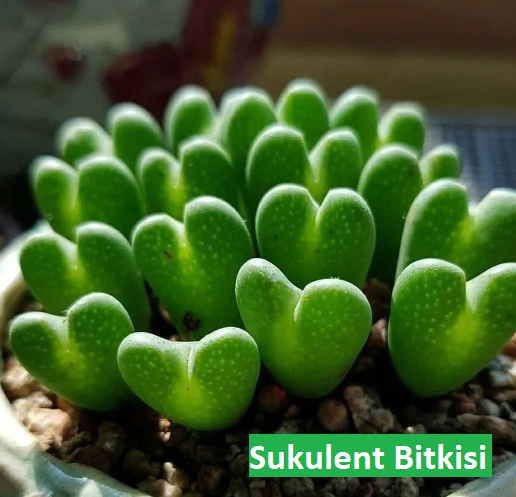 Sukulent Türleri ve Bakım İpuçları