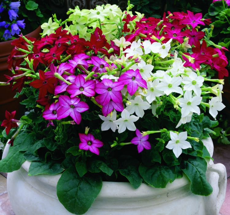 Tütün Çiçeği Bakımı: Temel İpuçları