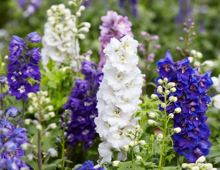 🌸 Hazeran Çiçeği Bakımı Nasıl Olmalıdır?