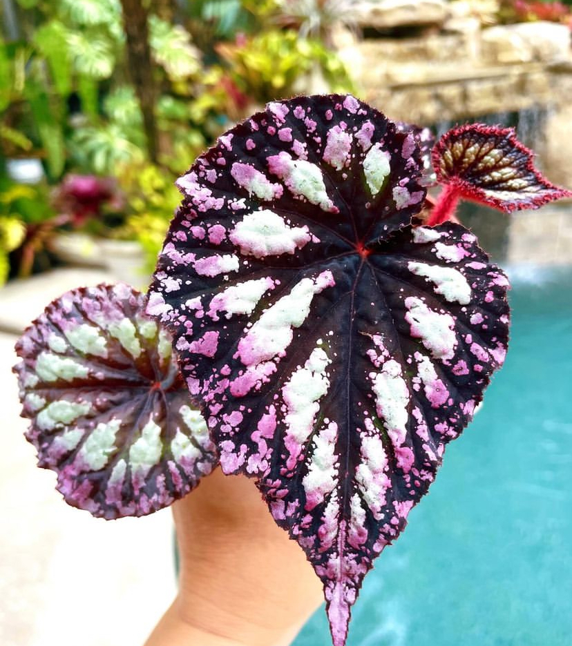 🌿 Rex Begonya Bakımı: İpuçları ve Yapılan Hatalar