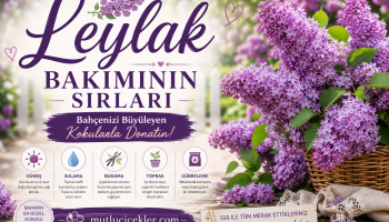Leylak bakımı ve büyüleyici kokular