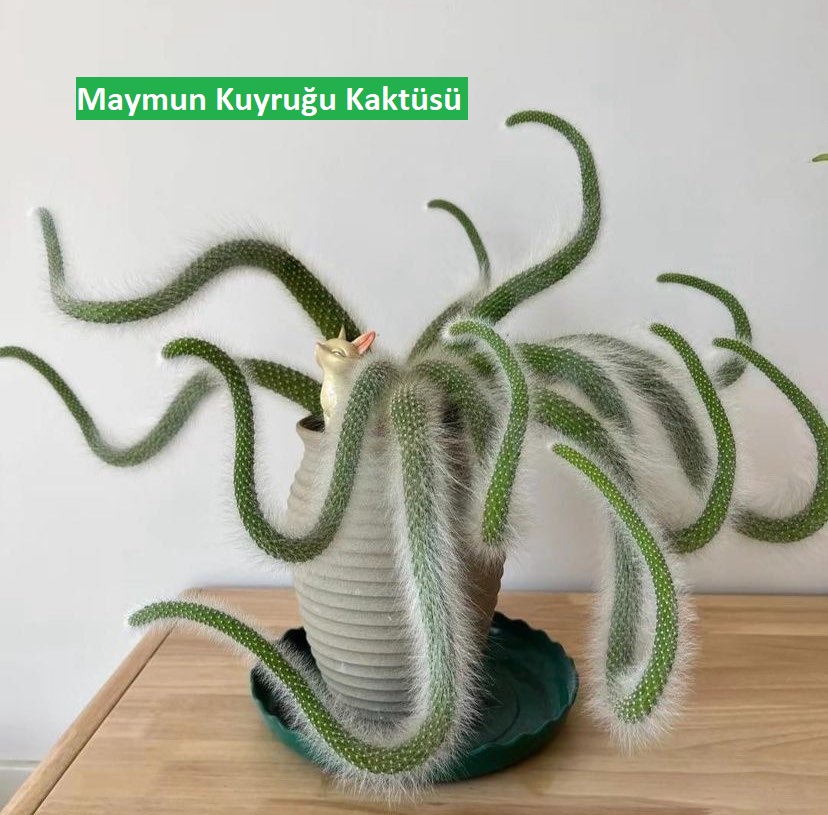 Maymun Kuyruğu Kaktüsü (Hildewintera Colademononis) Bakım Rehberi
