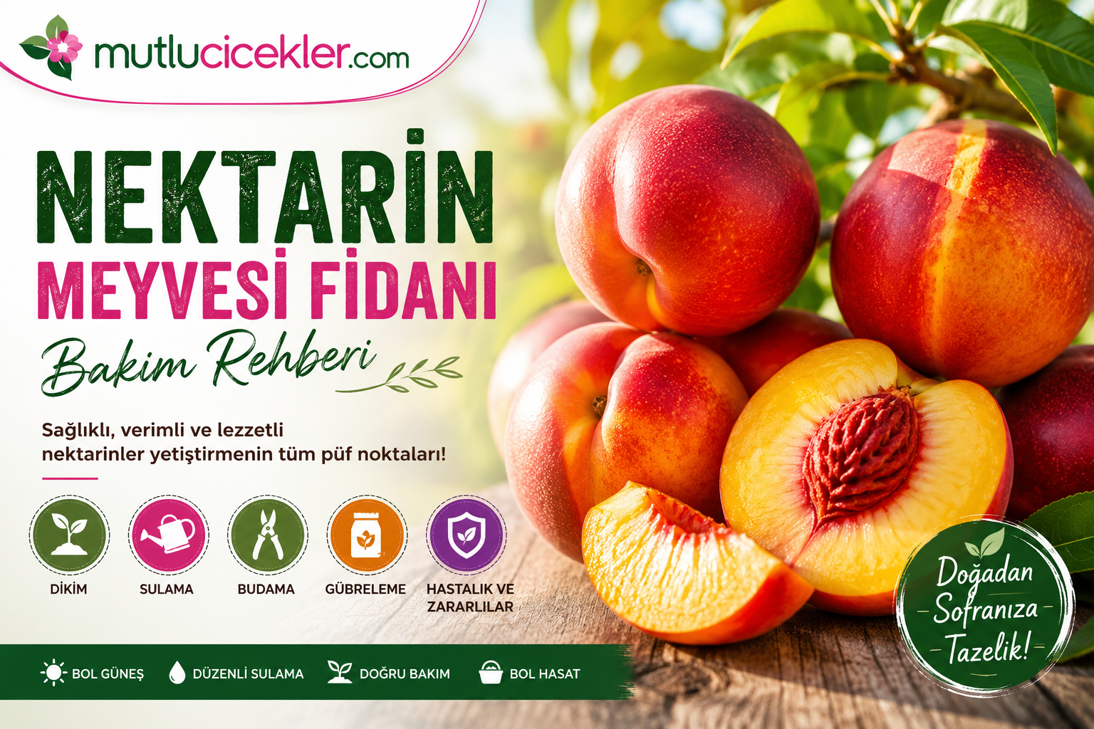Nektarin Meyvesi Fidanı Bakım Rehberi: Sağlıklı ve Verimli Nektarin Ağacı Yetiştirmenin Püf Noktaları