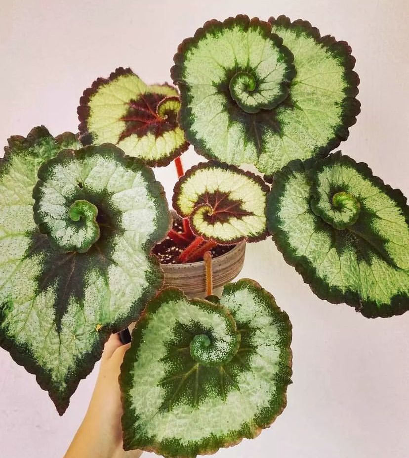 Begonya Escargot Bitki Bakımı Nasıl Olmalıdır?🐌