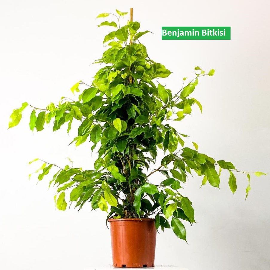 Benjamin Bitkisi Bakımı Nasıl Olmalıdır?