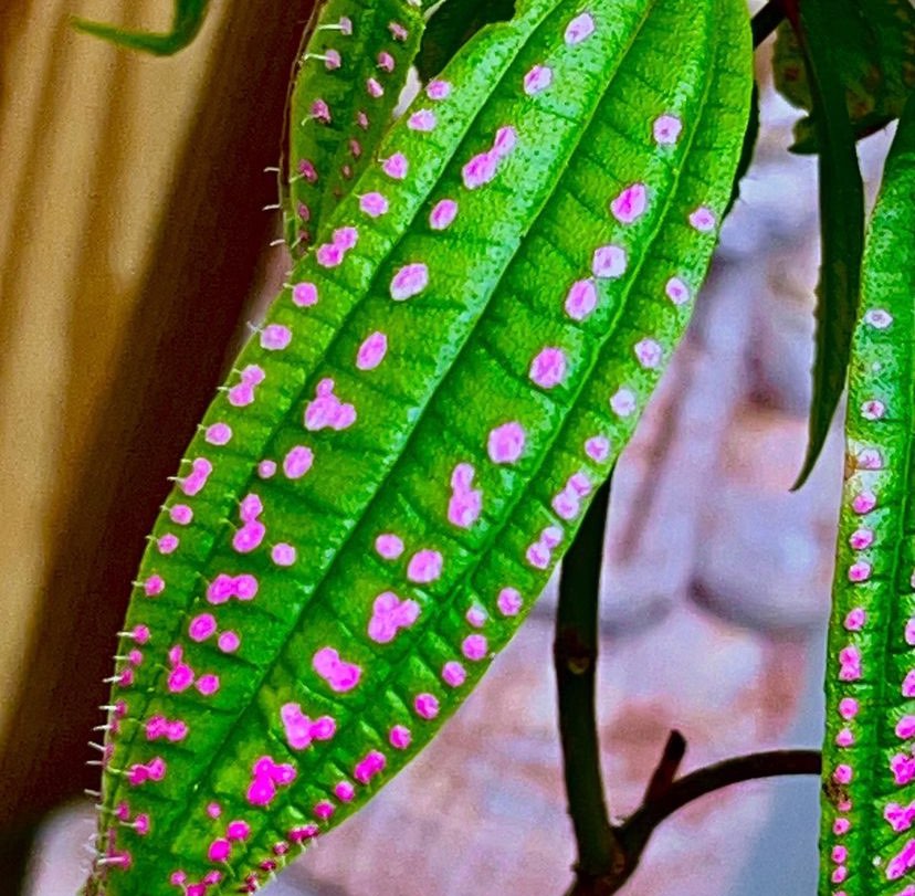 🌸 Pembe Noktalı Blastus (Hypoestes phyllostachya) Bakım Rehberi: Renkli Yapraklar İçin İpuçları