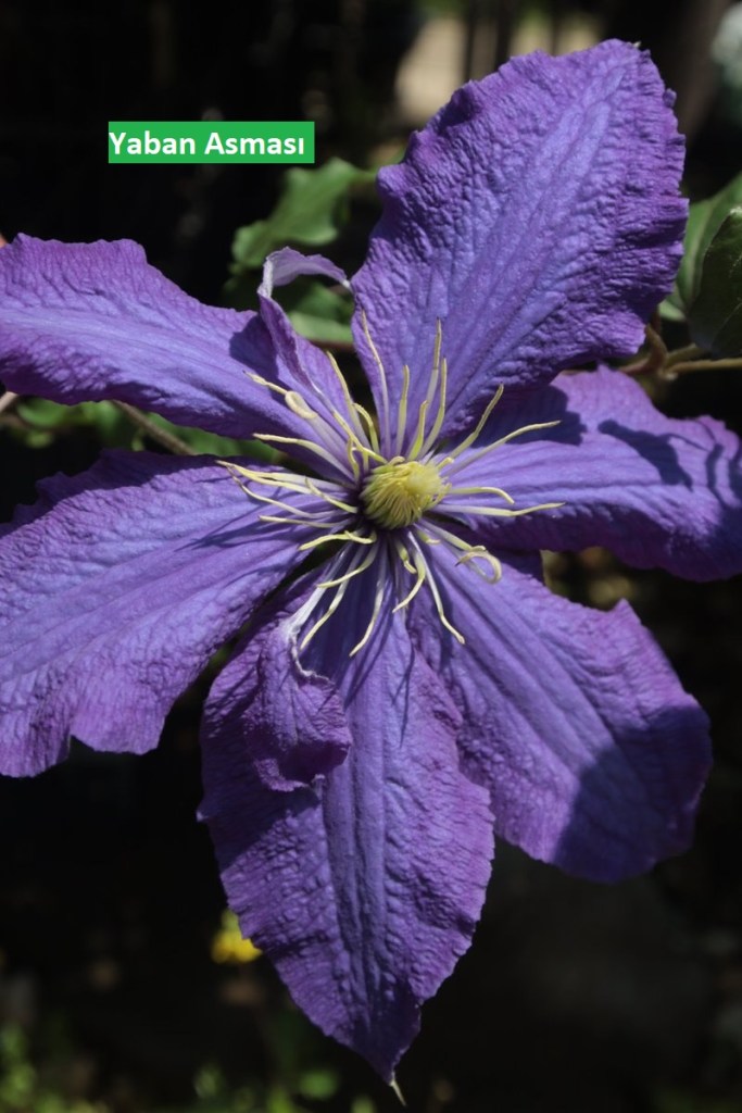 Mor renkli yaban asması çiçeği, güneşli bir arka planda detaylı bir şekilde gösterilmektedir.