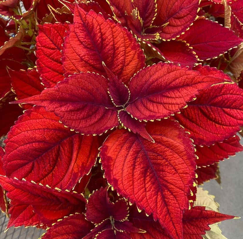 Yaprak Güzeli Çiçeği Bakımı: Muhteşem Yapraklar İçin 10 Altın Kural