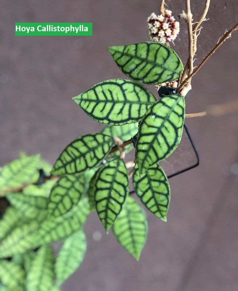 Hoya Çiçeği Bitki Bakımı Nasıl Olmalıdır?
