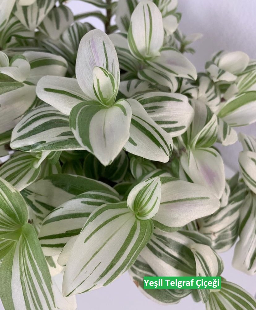 Yeşil Telgraf Çiçeği (Dracaena Fragrans) Bakım Rehberi: Adım Adım Yetiştirme İpuçları