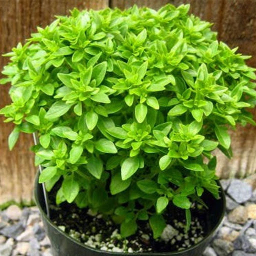 Fesleğen Bitkisi: Yetiştirme ve Kullanım İpuçları