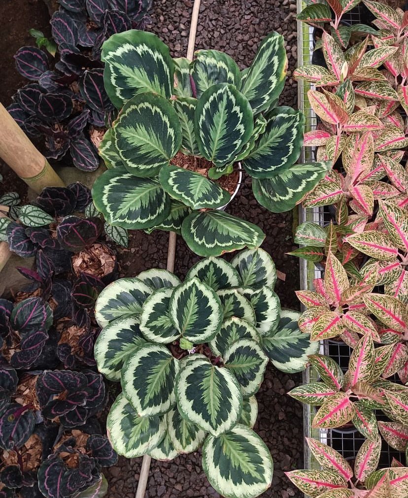 🙏 Kalatya (Dua Çiçeği) Bakım Rehberi: Doğanın Sanat Eseriyle Tanışın