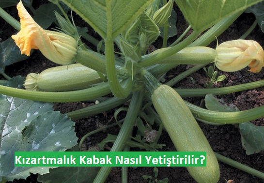 Kızartmalık Kabak: Yetiştirme İpuçları ve Bakım