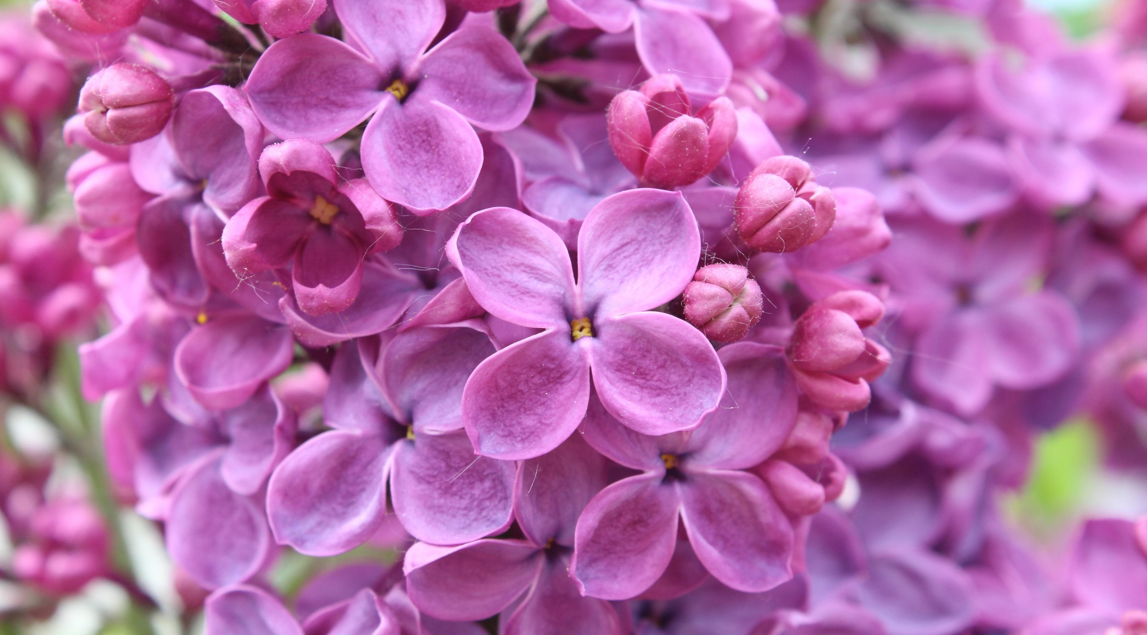 Leylak Çiçeği Bakım Rehberi: Baharın Mis Kokulu Sembolü 🌸