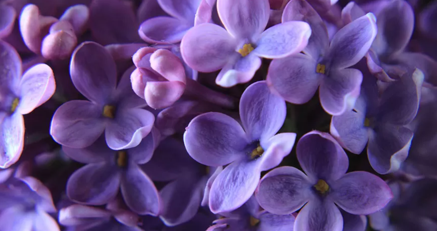 🌸 Leylak Bakımının Sırları: Bahçenizi Büyüleyen Kokularla Donatın! 🌸