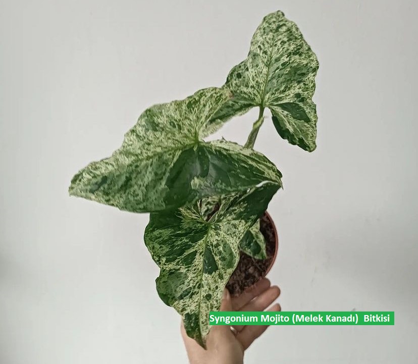 Melek Kanadı (Syngonium Mojito) Bakım Rehberi: Evinize Tropikal Dokunuş 🌿✨