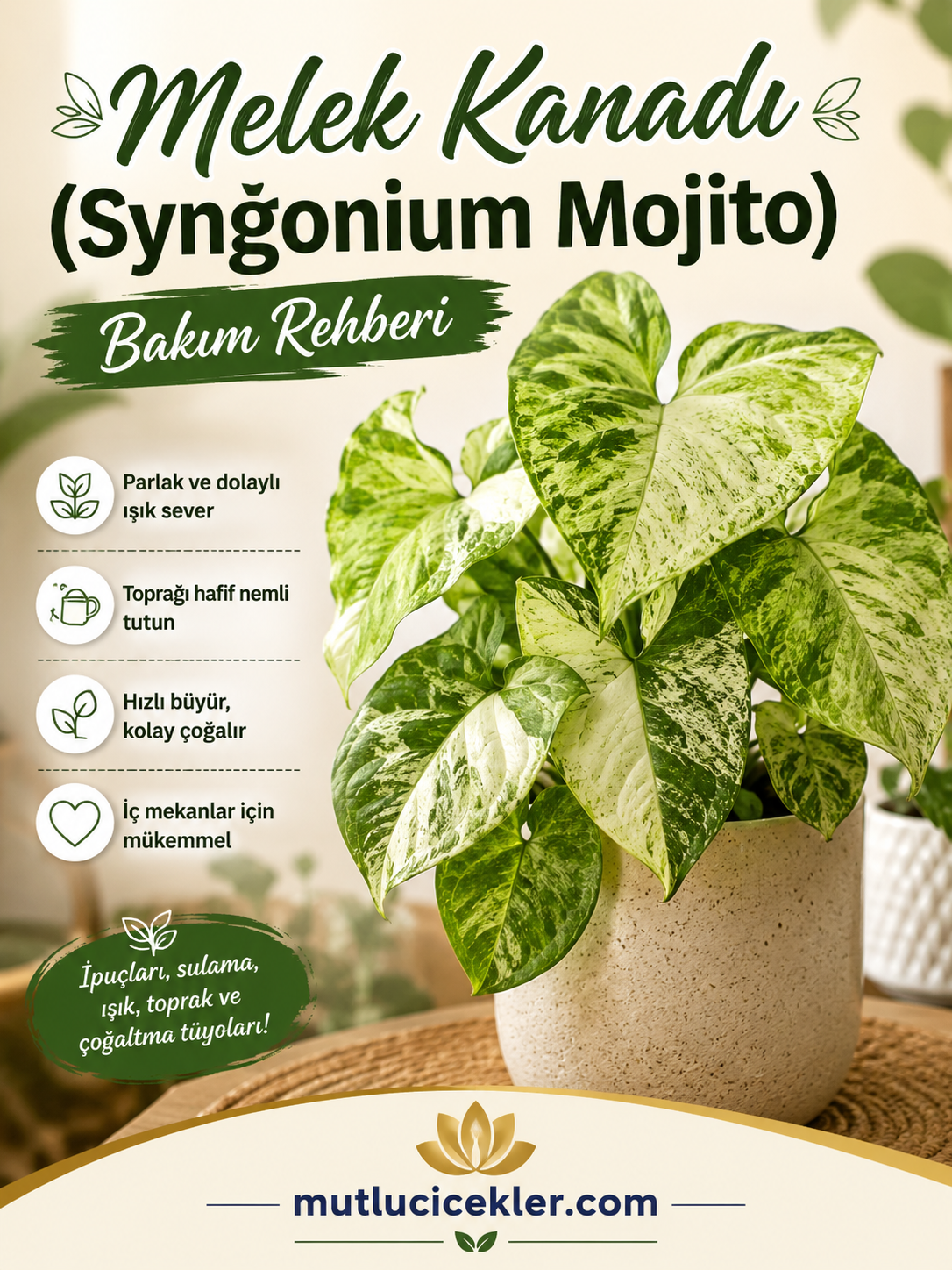 Melek Kanadı (Syngonium Mojito) Bakım Rehberi: Evinize Tropikal Dokunuş 🌿✨