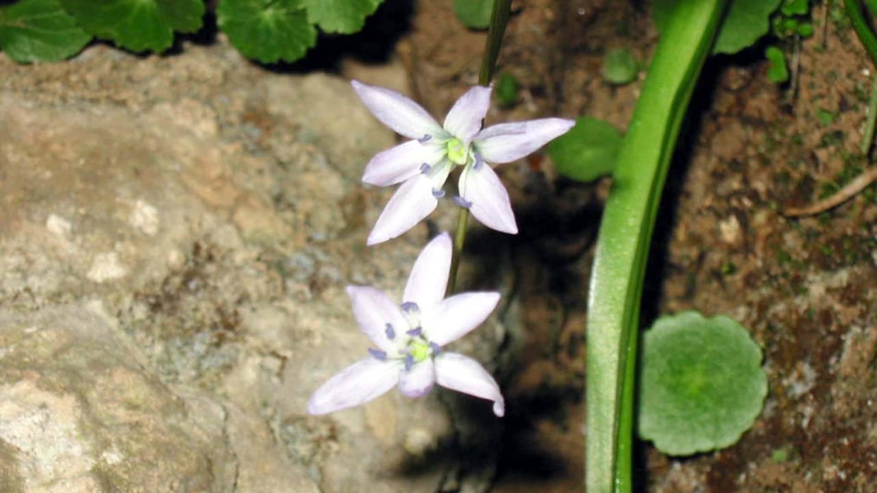 Mezopotamya Sümbülü: Özellikleri ve Yaşam Alanı