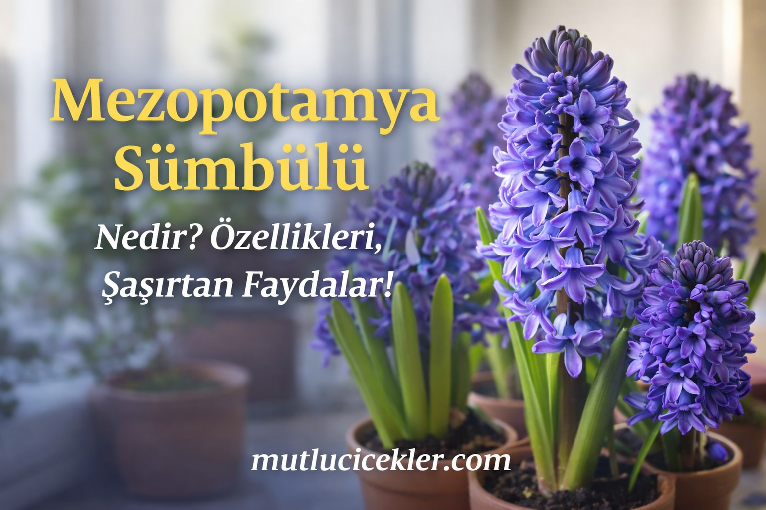 🌸 Mezopotamya Sümbülü Nedir? Özellikleri, Bakımı ve Şaşırtan Faydaları
