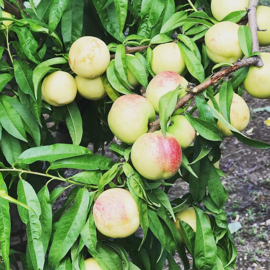 Nektarin Meyvesi Fidanı Bakım Rehberi