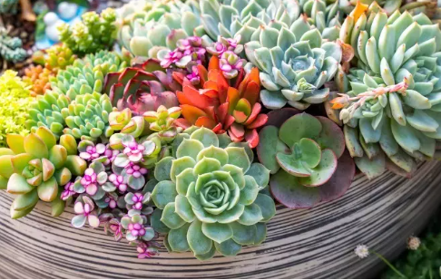 Sukulentlerin yetiştirilmesi için bazı temel öneriler ..