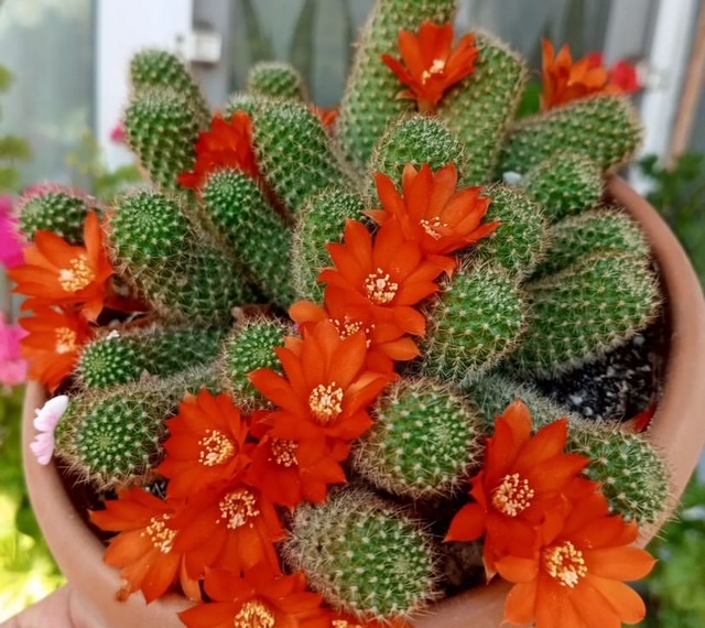 🌵 Rebutia Kaktüsü Bakımı: Minik Boyutta Maksimum Güzellik!