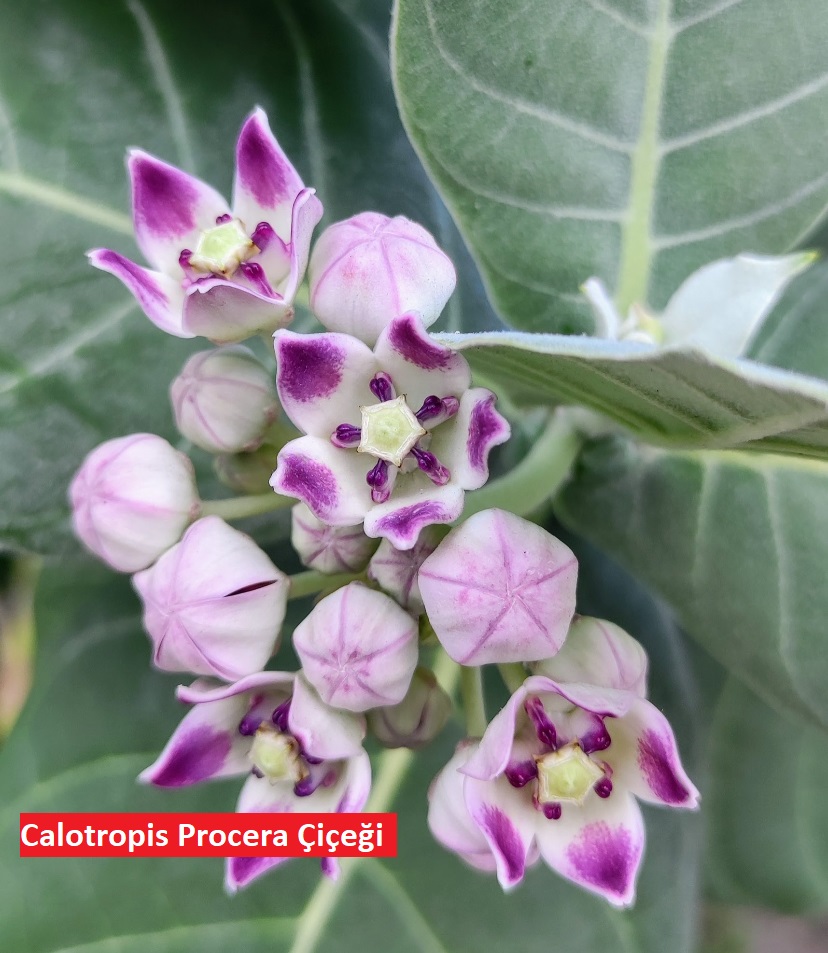 Deve Dikeni Çiçeği: Sağlık Faydaları ve Bakım İpuçları 🌵💜